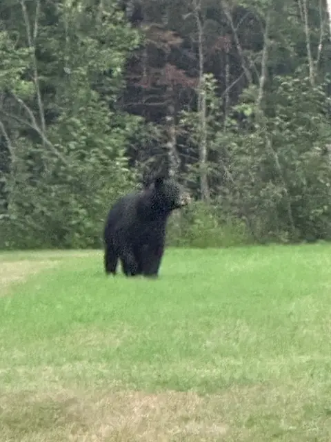 Black bear in a green clearing at the forest edge