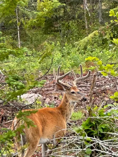 Whitetail buck with velvet antlers in the brush