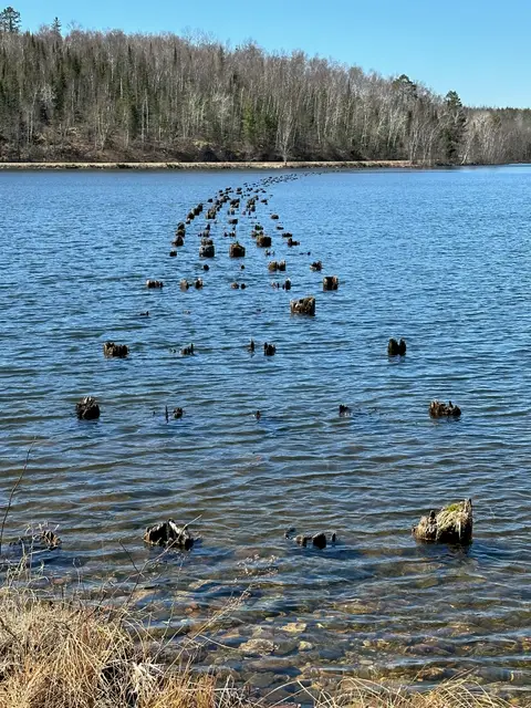 Curving line of weathered pilings from a dock long gone