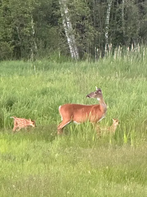 Doe and fawn bedded in tall grass near birch trees