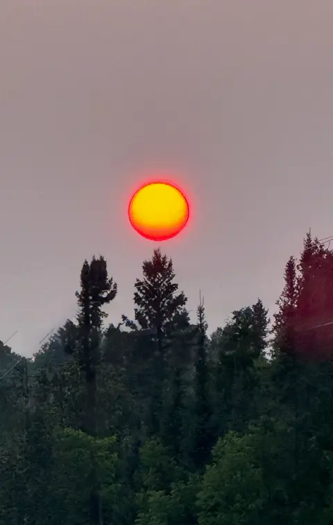 Deep red sun setting behind silhouetted pines
