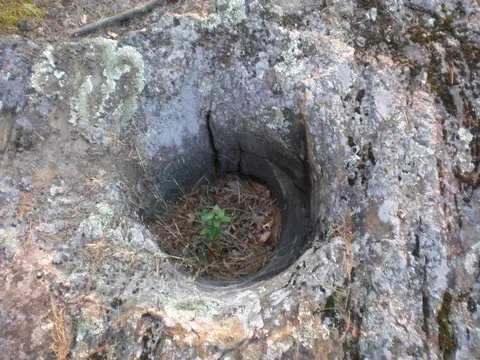 Glacial pothole worn into bedrock, with a seedling growing inside
