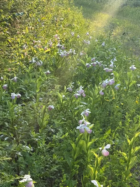 A roadside meadow of blooming lady slipper orchids