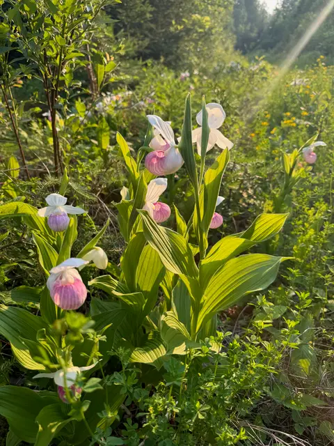 Showy pink lady slipper orchids, Minnesota's state flower
