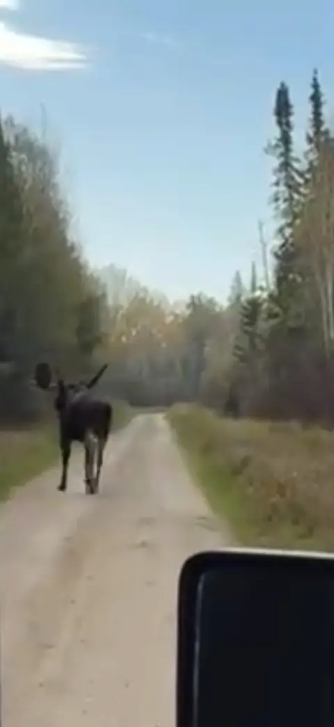Bull moose walking a quiet backcountry road at first light