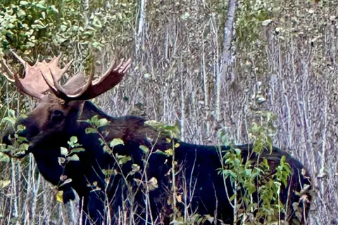 Bull moose standing among birch trees