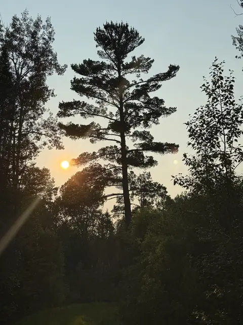 Tall pine silhouetted against a north-woods sunset