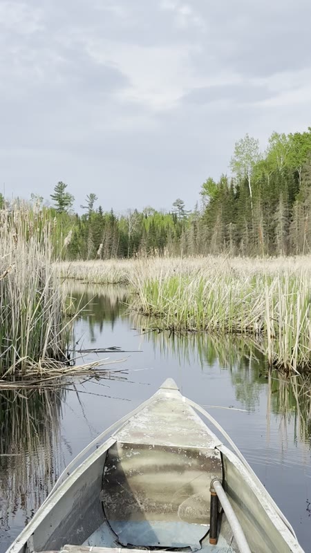 Gliding through the reeds into a quiet marsh