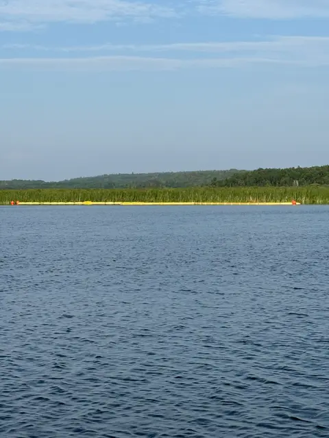 Reedy shoreline along the lake