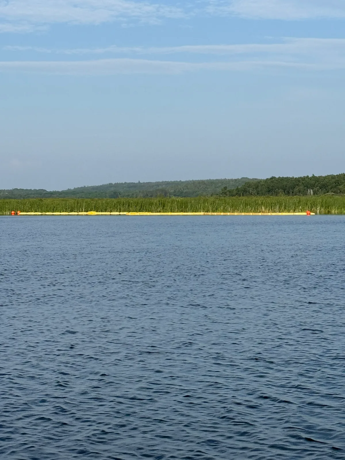 Reedy shoreline along the lake