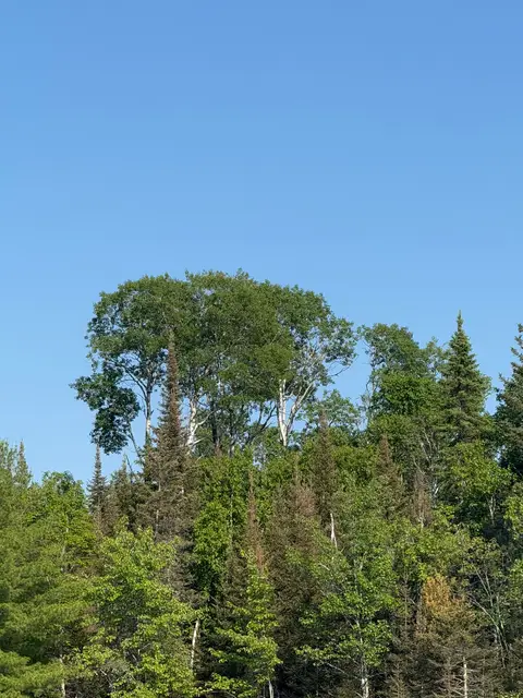 Birch and pine treeline under blue sky