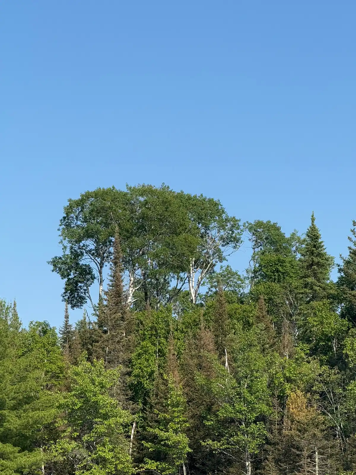Birch and pine treeline under blue sky